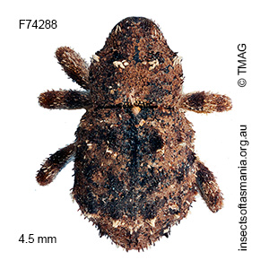 Cryptorhynchini unplaced TFIC sp 69