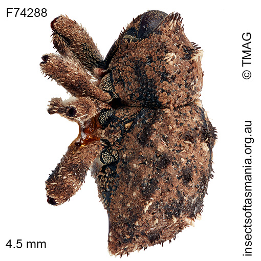 Cryptorhynchini unplaced TFIC sp 69