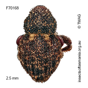 Decilaus TFIC sp 02