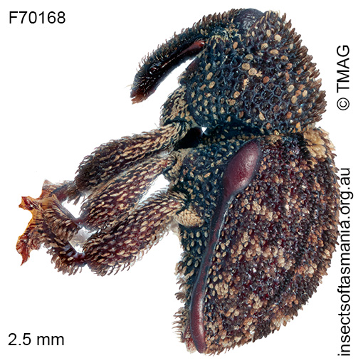 Decilaus TFIC sp 02