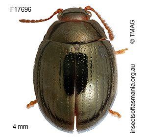 Geomela bifoveata