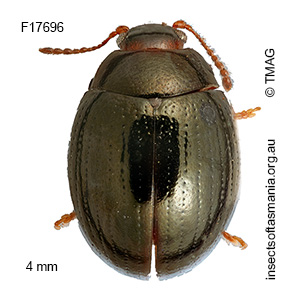 Geomela bifoveata