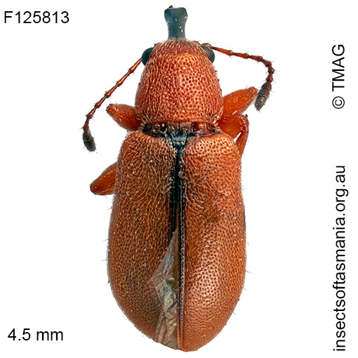 Metopum sp TMAG_F125813