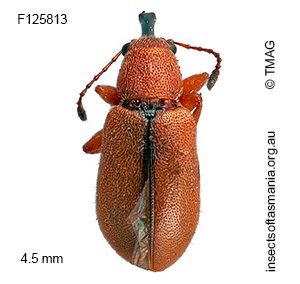 Metopum sp TMAG_F125813