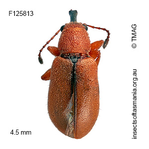 Metopum sp TMAG_F125813