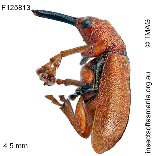Metopum sp TMAG_F125813