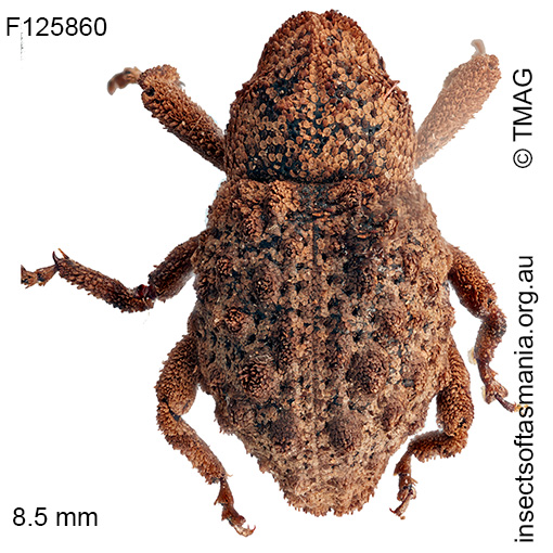Microporopterus tumulosus
