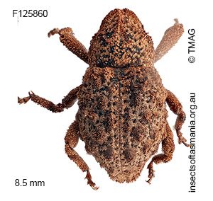 Microporopterus tumulosus