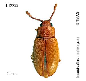 Orthoscelis transversus