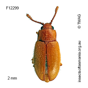 Orthoscelis transversus