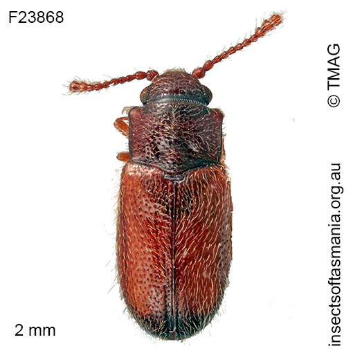 Ostreacryptus nigroapicalis