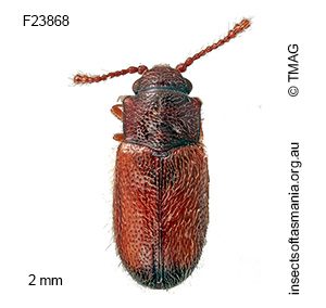 Ostreacryptus nigroapicalis