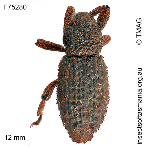 Poropterus-abstersus_b Poropterus abstersus
