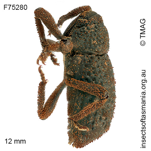 Poropterus-abstersus_c Poropterus abstersus