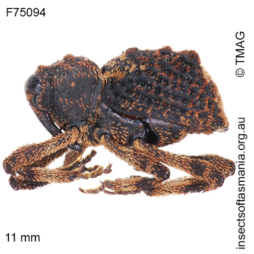 Poropterus-montanus_a Poropterus montanus