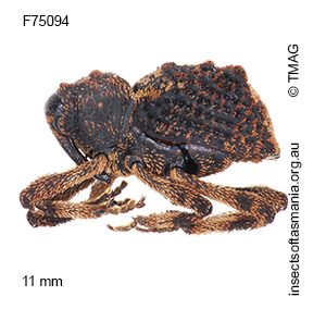 Poropterus montanus