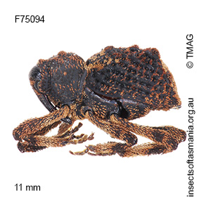 Poropterus montanus