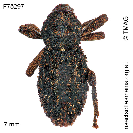 Poropterus-zopherus (2) Poropterus zopherus