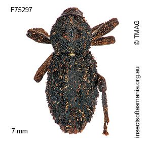 Poropterus zopherus