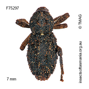 Poropterus zopherus