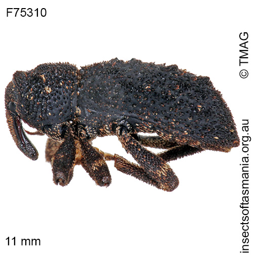 Poropterus-zopherus_a (2) Poropterus zopherus