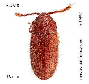 Agnetaria pilosella