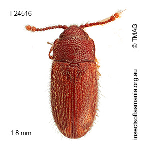 Agnetaria pilosella