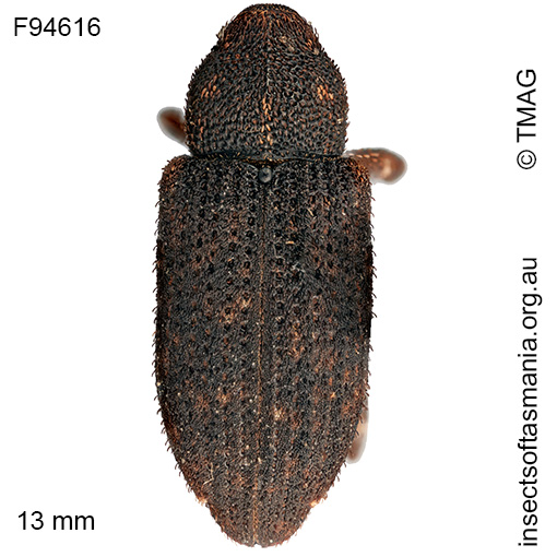 Epirus maerens