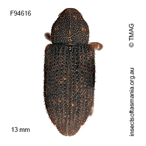 Epirus maerens