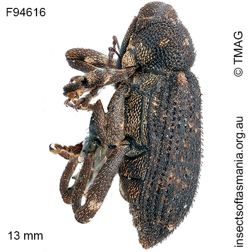 Epirus maerens