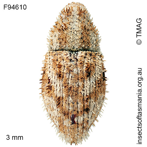 Decilaus acerosus