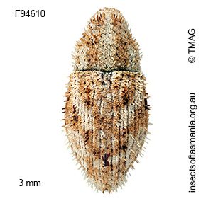 Decilaus acerosus