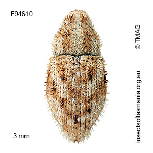 Decilaus acerosus