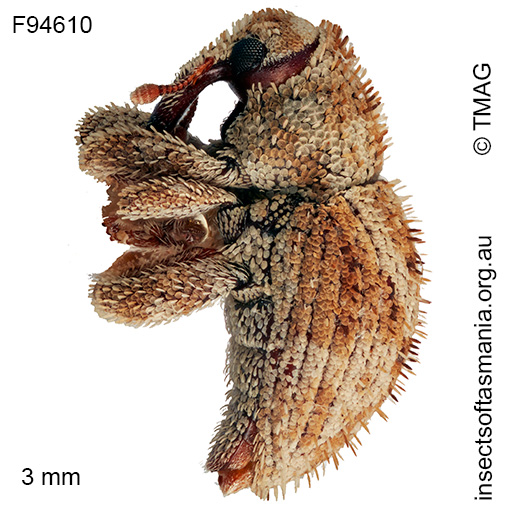 Decilaus acerosus