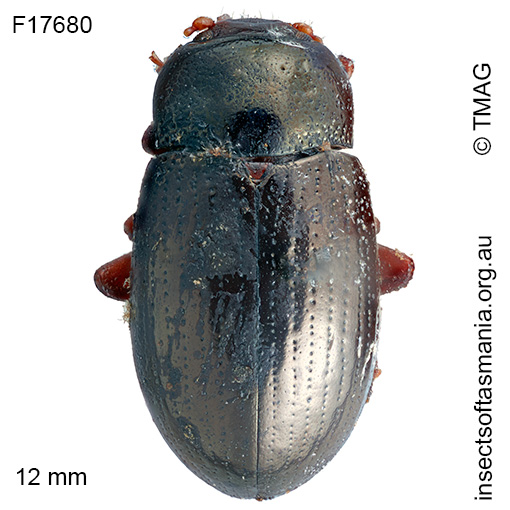 Ethomela-luteicornis Ethomela luteicornis