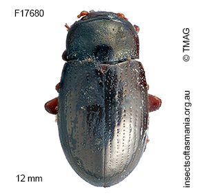 Ethomela luteicornis