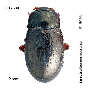 Ethomela luteicornis
