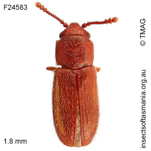 Notocryptus GIMMEL & LESCHEN n sp 10