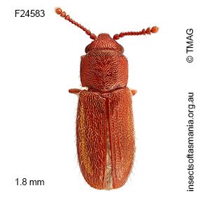 Notocryptus GIMMEL & LESCHEN n sp 10