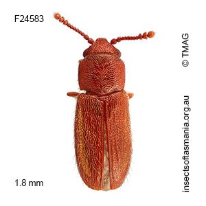 Notocryptus GIMMEL & LESCHEN n sp 10