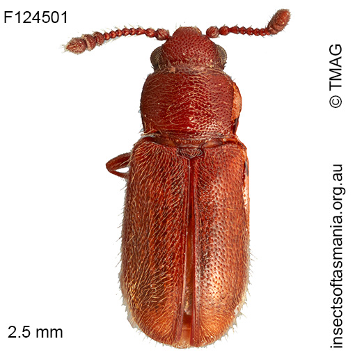 Notocryptus GIMMEL & LESCHEN n sp 4
