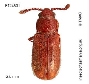 Notocryptus GIMMEL & LESCHEN n sp 4