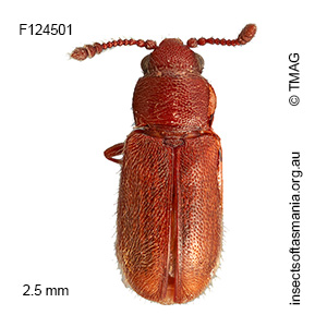 Notocryptus GIMMEL & LESCHEN n sp 4