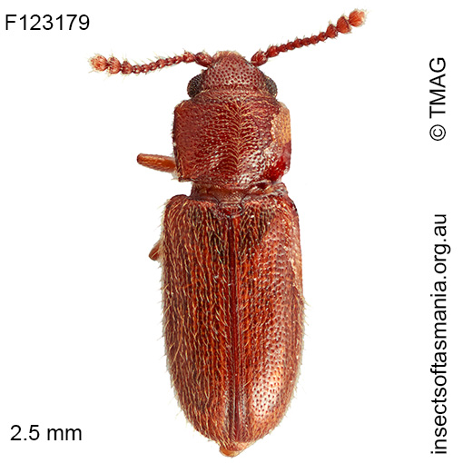 Notocryptus sp TMAG_F123179