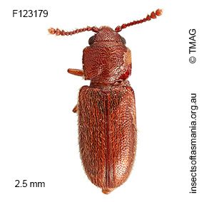 Notocryptus sp TMAG_F123179