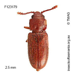 Notocryptus sp TMAG_F123179