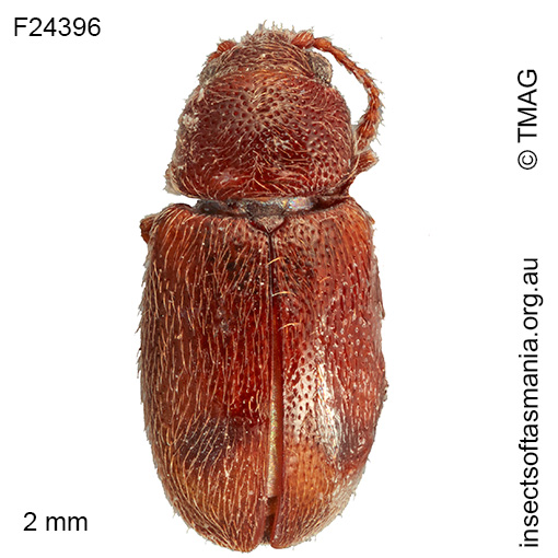 Notocryptus sp TMAG_F24396