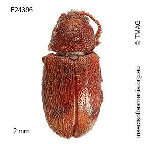 Notocryptus sp TMAG_F24396