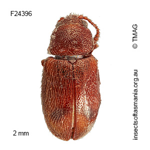 Notocryptus sp TMAG_F24396