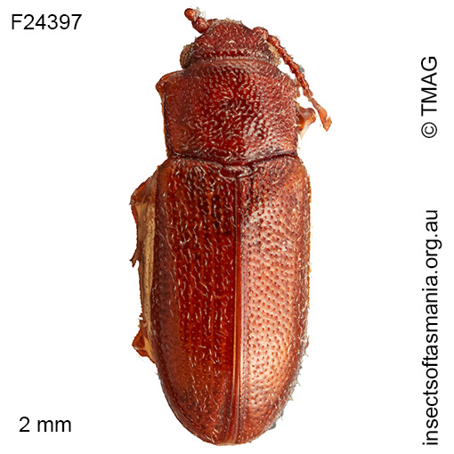 Notocryptus sp TMAG_F24397